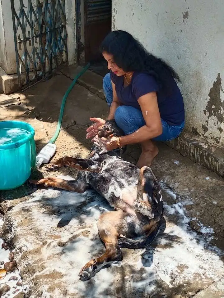 Animal welfare moment 2